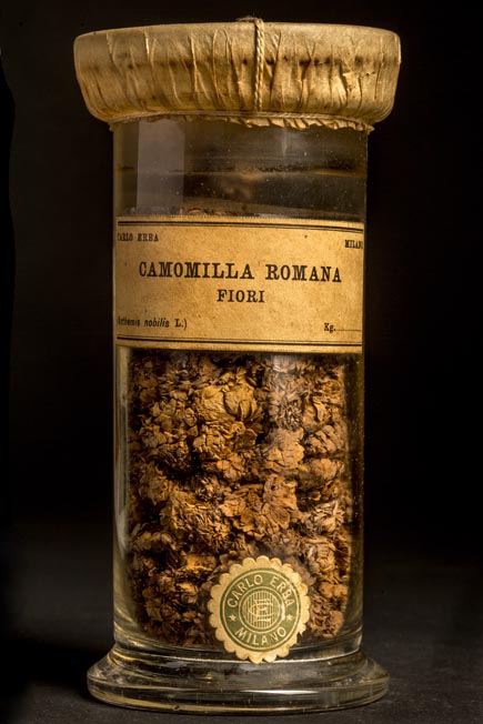 CAMOMILLA ROMANA - fiori